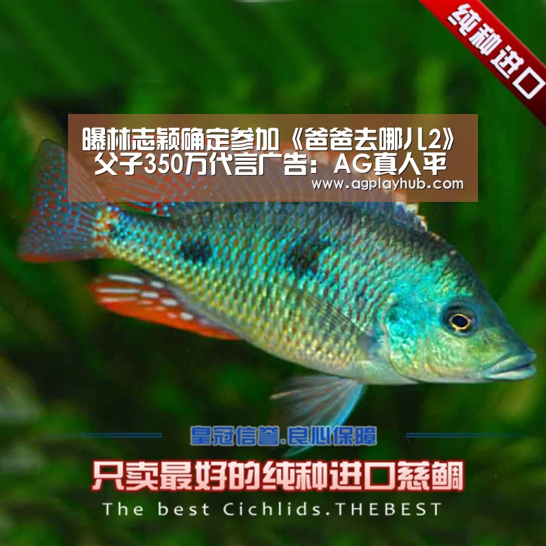 曝林志颖确定参加《爸爸去哪儿2》 父子350万代言广告:AG真人平台(图1) AG真人官方网站